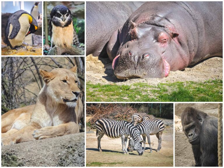 Najstarszy ogród zoologiczny w Szwajcarii